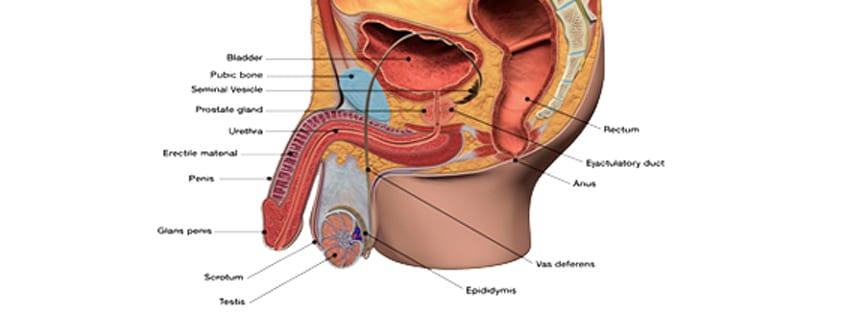 Male-reproductive-system-diagram-illustrating-where-the-SpaceOar-is-inserted